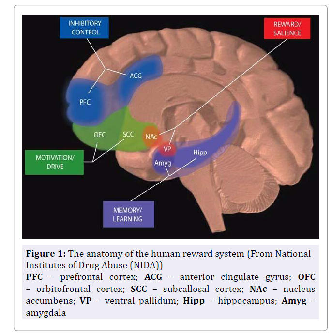 Image of Brain Circuits in Addiction