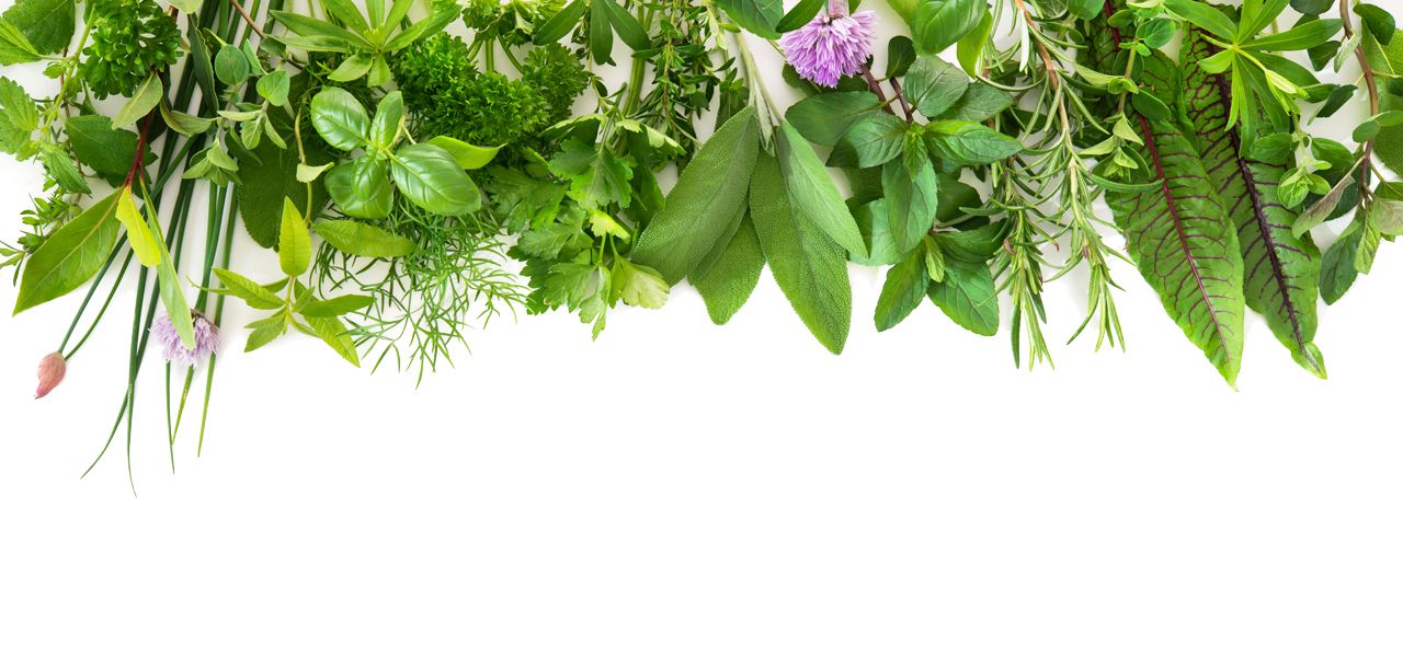 Flowers and herbs on a transparent background